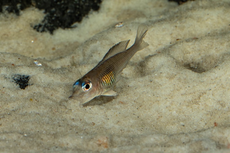 Lamprologus signatus